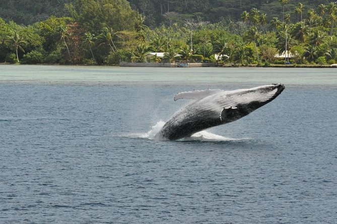 Private Tour: Bora Bora Whale Watching & Swimming Experience - Is $448.55 per person good value?