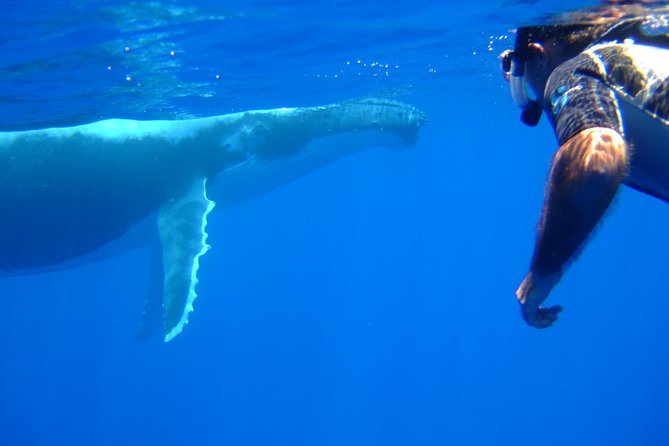 Private Tour: Bora Bora Whale Watching & Swimming Experience - Swimming with whales is an option, not a promise