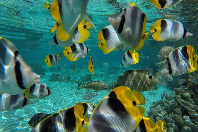 Private tour from Raiatea - 1/2 day excursion to Tahaa or other - Choosing Your Two Taha’a Stops