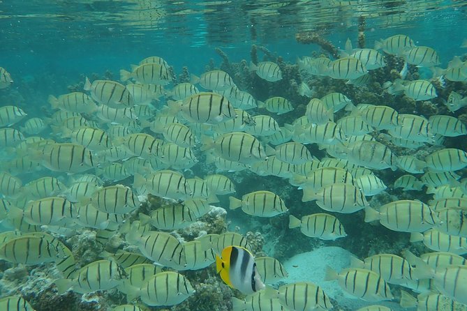 Private tour from Raiatea - 1/2 day excursion to Tahaa or other - What the Private Format Really Adds