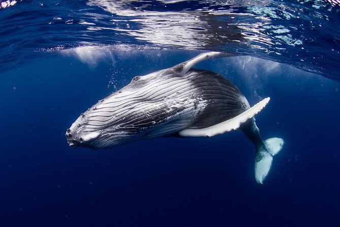 Private tour observing and swimming with humpback whales in Moorea - Why this private Moorea outing feels different