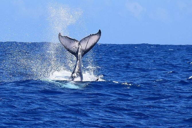 Private tour observing and swimming with humpback whales in Moorea - The subwin board and other ways to see the seabed