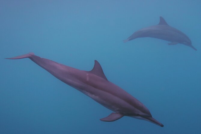 Private tour observing and swimming with humpback whales in Moorea - Starting in Maharepa and heading onto the water