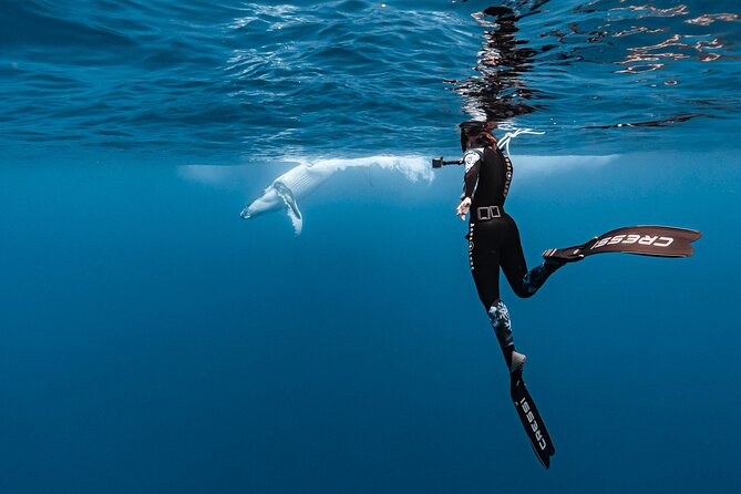 Private tour whale watching and snorkeling in Moorea - Key points to know before booking