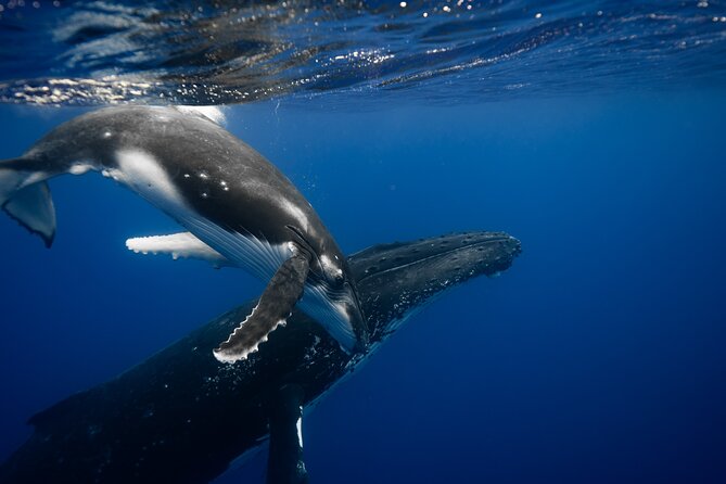 Private tour whale watching and snorkeling in Moorea - Why this Moorea whale tour feels different