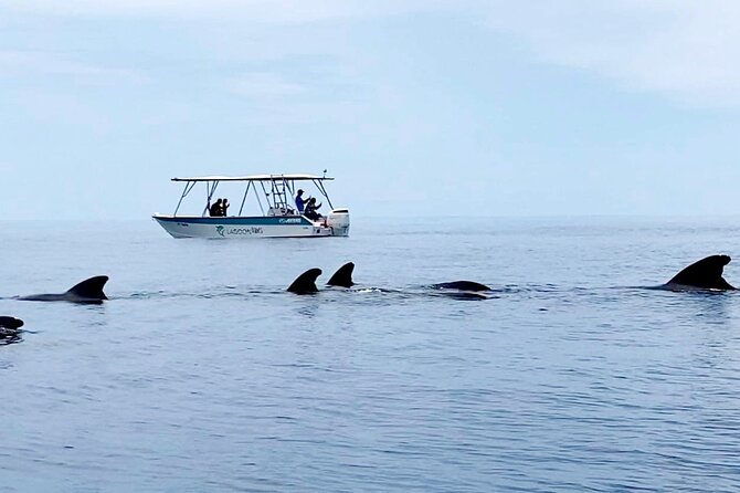 Private tour whale watching and snorkeling in Moorea - What the possible swim with whales involves