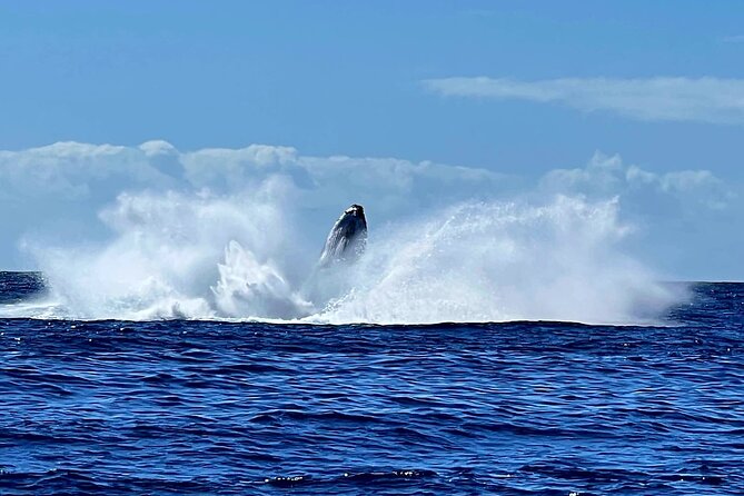 Private tour whale watching and snorkeling in Moorea - The guides and the value of a private group
