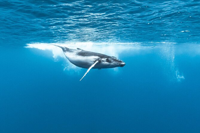Private tour whale watching and snorkeling in Moorea - What to bring and how to prepare