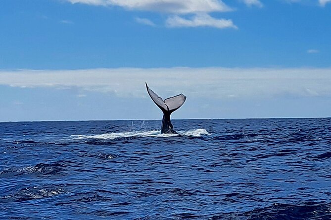 Private tour whale watching and snorkeling in Moorea - Weather, cancellations, and choosing the right date