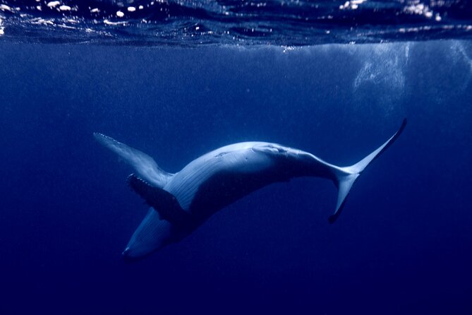 Private tour whale watching and snorkeling in Moorea - Meeting the boat at Moorea’s cruise quay