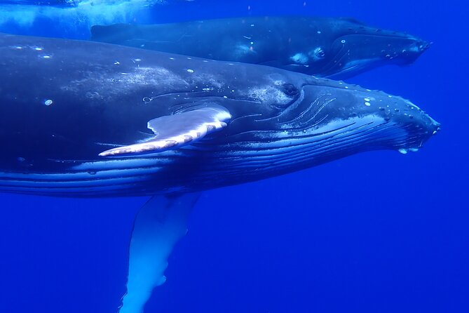 Private Tour Whale Watching Half Day Tour - Searching for humpback whales off Moorea