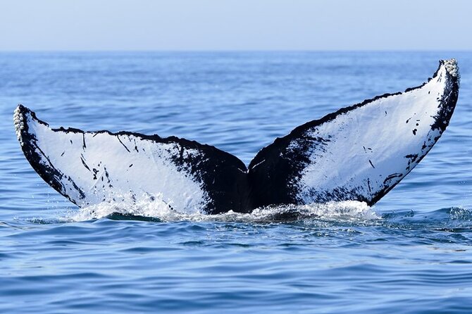 Private Tour Whale Watching Half Day Tour - A private format with room to adapt