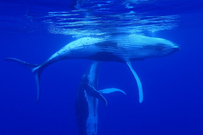 Private Tour Whale Watching Half Day Tour - Weather, safety, and the limits of wildlife watching