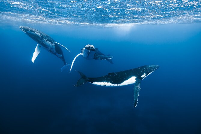 Private Whale Watching Adventure in Mo'orea - Key points at a glance