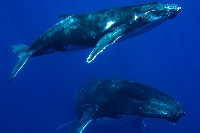 Private Whale Watching Adventure in Mo'orea - Starting at Tiahura Beach at 8:00 a.m.