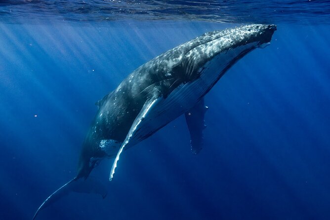Private Whale Watching Adventure in Mo'orea - Who should book this private whale watching adventure