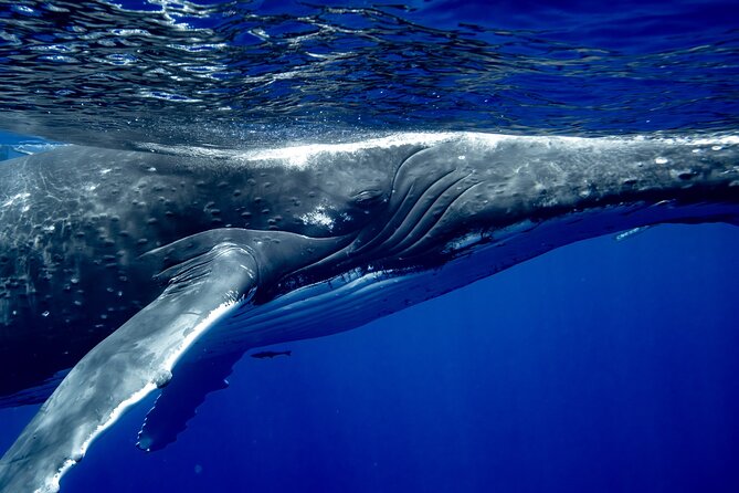 Private Whale Watching Adventure in Mo'orea - The possible swim, and why it is carefully controlled