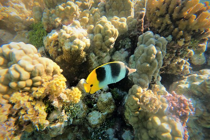 Raiatea-Tahaa Snorkeling in our beautiful Coral Garden - Key points to know before booking