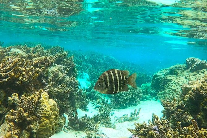 Raiatea-Tahaa Snorkeling in our beautiful Coral Garden - Leaving Uturoa Harbor for Tahaa