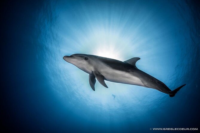 Rangiroa 2-tank Certified Scuba Dive - What makes Rangiroa’s underwater world special