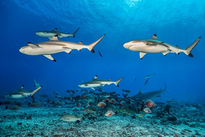 Rangiroa 2-tank Certified Scuba Dive - My take: is this Rangiroa scuba outing worth it?
