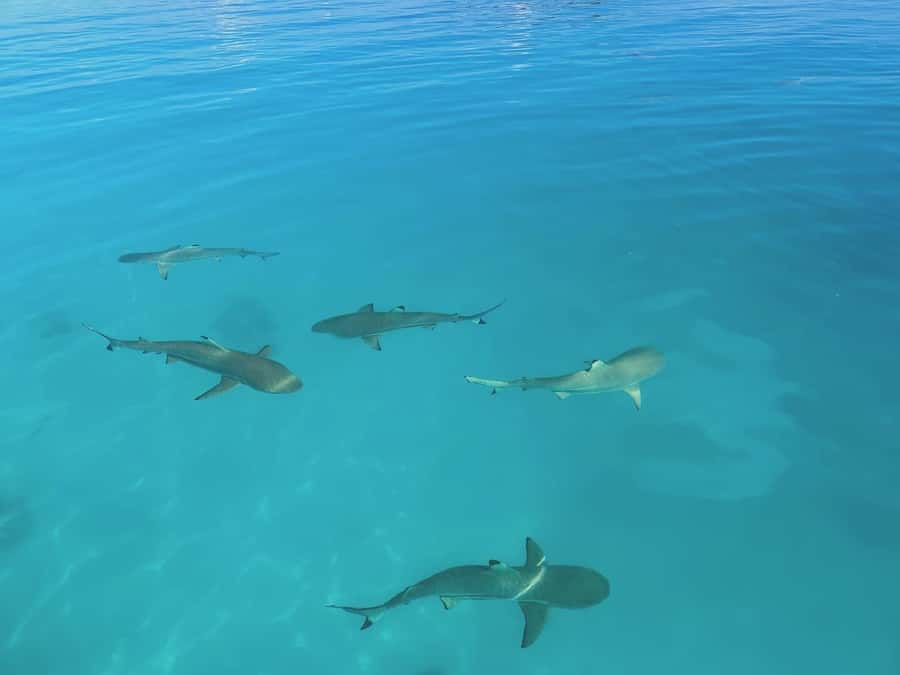 Rangiroa: Blue Lagoon Tiputa Pass Coral Garden Island Birds - Boat time, comfort, and safety