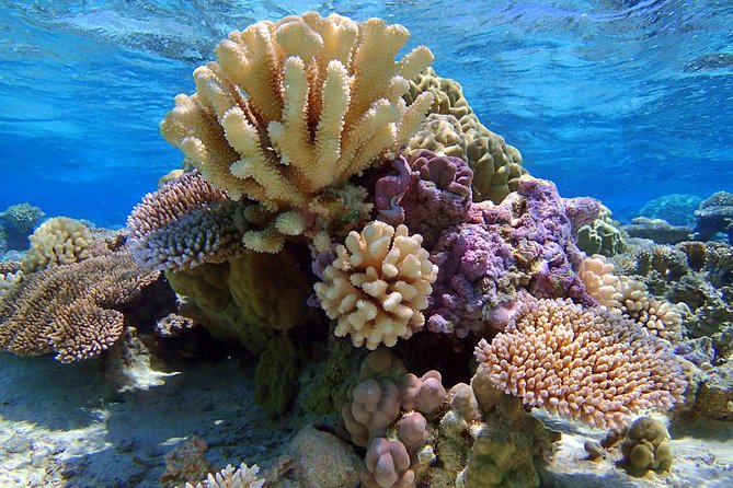 Reef Discovery Half Day Group Signature Tour - Coral gardens with clams and small reef life