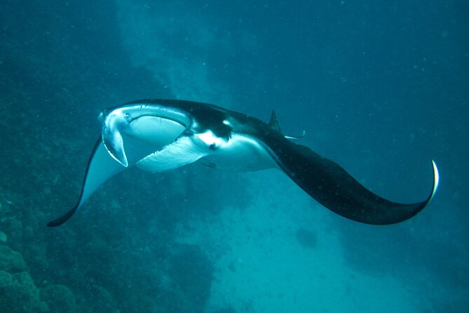 Reef Discovery Luxury Private Snorkeling Lagoon Tour - Pickup from your accommodation and the private boat