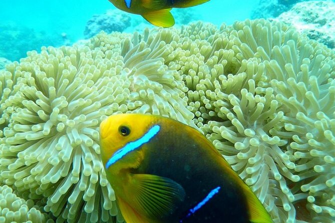 Reef Discovery Luxury Private Snorkeling Lagoon Tour - How the three-and-a-half-hour outing works