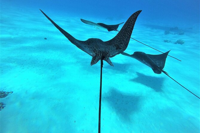 Reef Discovery Private Full Day Lagoon Tour & Water Lunch - A private way to see Bora Bora’s lagoon