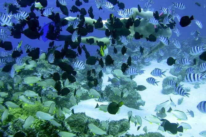 Reef Discovery Private Full Day Lagoon Tour & Water Lunch - What the private format is really worth