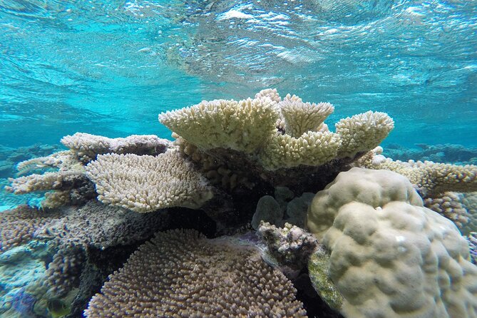 Reef Discovery Private Full Day Lagoon Tour & Water Lunch - Timing, weather, and cancellation rules