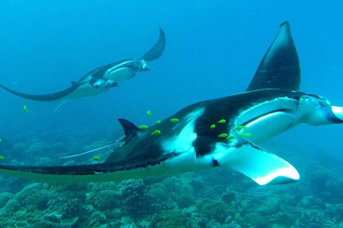 Reef Discovery Private Half Day Lagoon Tour - Four ways to see Bora Bora’s lagoon