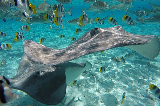 Reef Discovery Private Half Day Lagoon Tour - Who will enjoy this most?