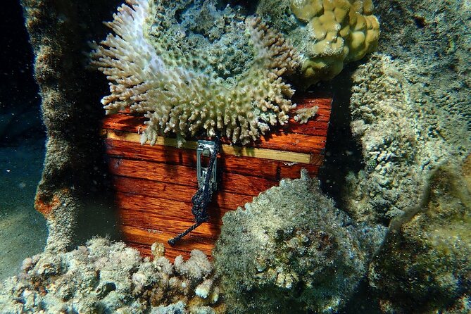 Reef Discovery Private Treasure Hunt - Coral gardens and fish gardens for slower viewing