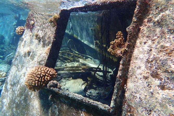 Reef Discovery Private Treasure Hunt - Eagle rays add another wildlife search