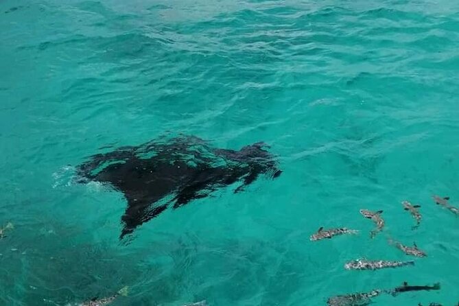 Reef island private tour - The morning transfer and boat ride