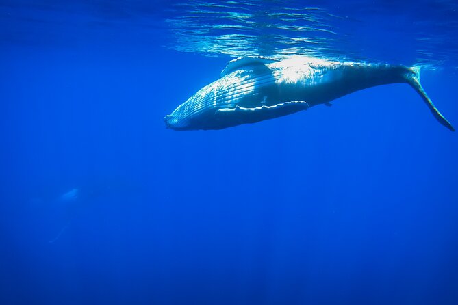 Respectful whale excursion to Tahiti in 4h30 - Dolphins first, then the search for humpbacks