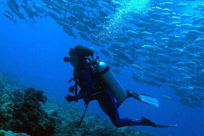 Respectful whale excursion to Tahiti in 4h30 - What can go wrong, and how to prepare