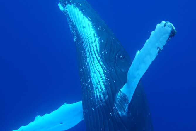 Respectful whale excursion to Tahiti in 4h30 - What happens when whales are found