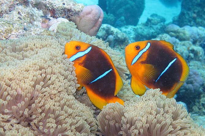 Romantic Dive for beginners in Bora Bora (2 people) with Video - Timing, transport, and the flight rule