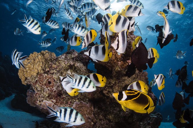 Romantic Dive for beginners in Bora Bora (2 people) with Video - Learning the basics before entering the water