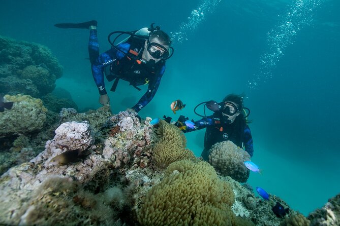 Romantic dive in the lagoon of Bora Bora. Private instructor on a shared boat - Why This Bora Bora Outing Feels Different