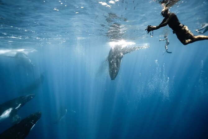 Sacred Experience Swimming with a Whale in Moorea - Key things to know before booking
