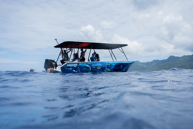 Sacred Experience Swimming with a Whale in Moorea - Entering the water with the whales