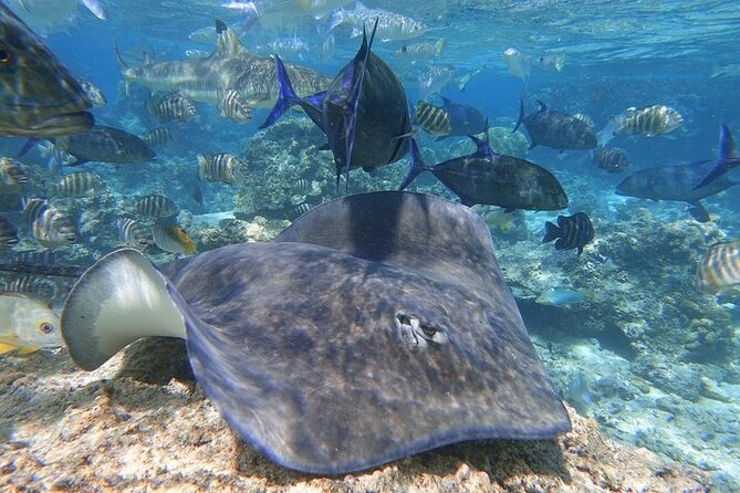 Sea Scooter Jet snorkeling "Moorea Reef Adventure" - Why the Sea Scooter Changes Moorea Snorkeling