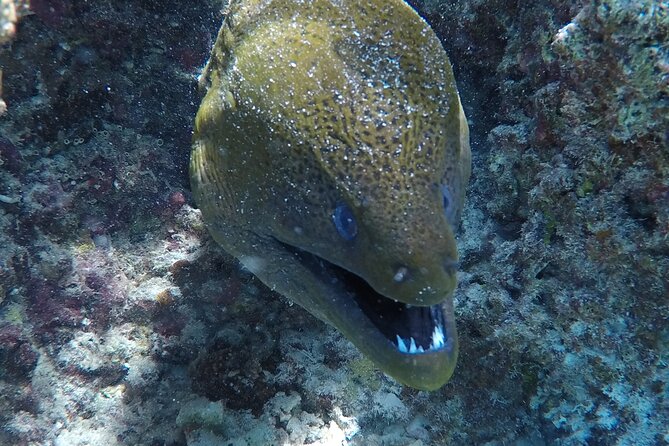 SHARED HALF DAY LAGOON TOUR - Bora Bora Cultural Lagoon Tour - Meeting Bora Bora’s pastenague rays in shallow water