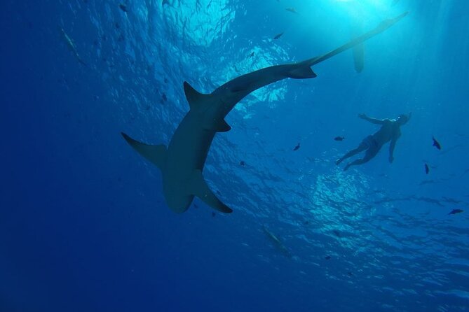 SHARED HALF DAY LAGOON TOUR - Bora Bora Cultural Lagoon Tour - Coral gardens with hundreds of tropical fish