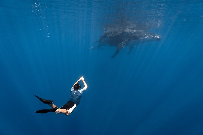 Shared Whale Expedition - At a glance