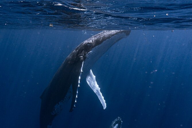 Shared Whale Expedition - Starting at Moorea Marina aboard Inutai